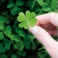 🇨🇳諾唁ꦿོღ🍎