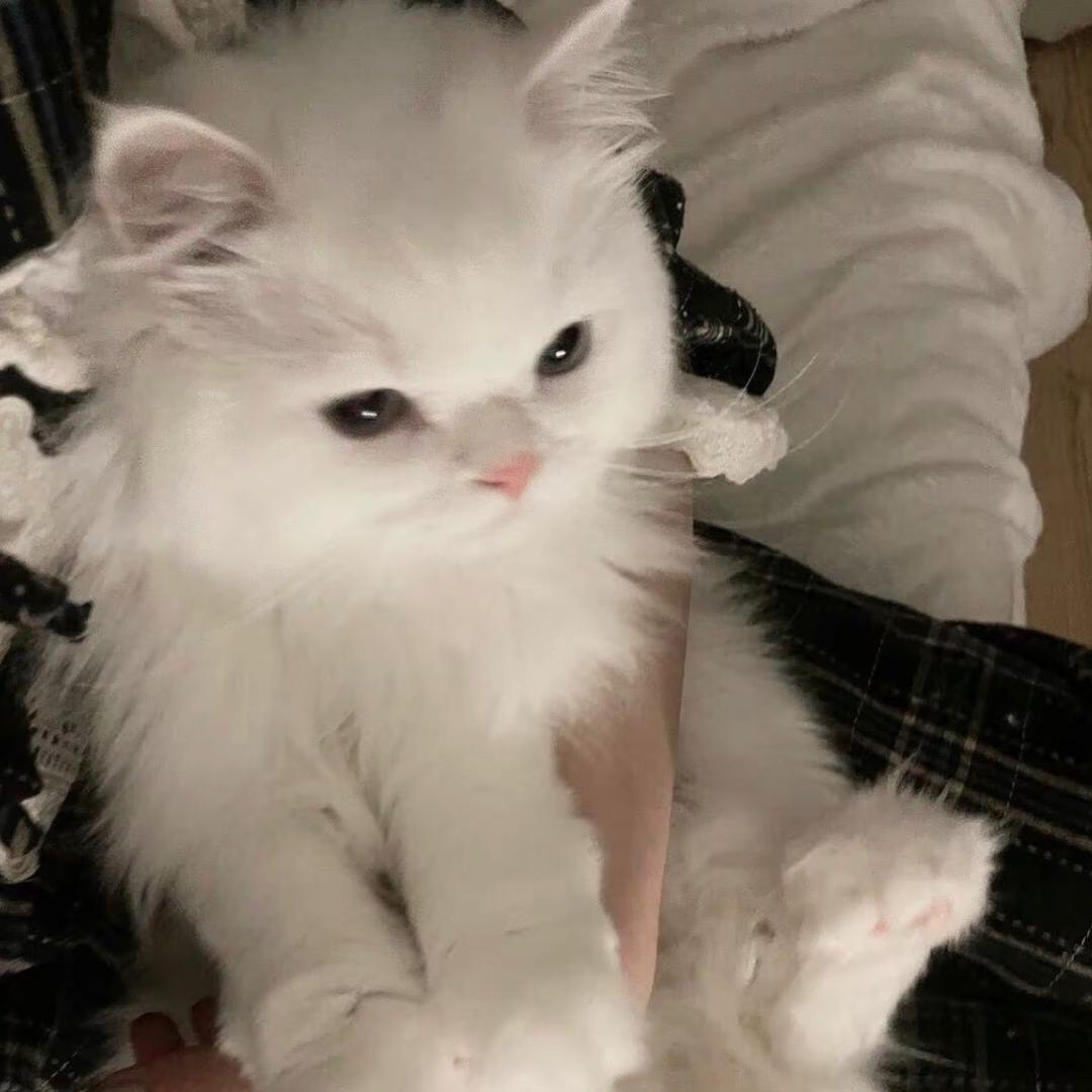 Tsuki-xz
