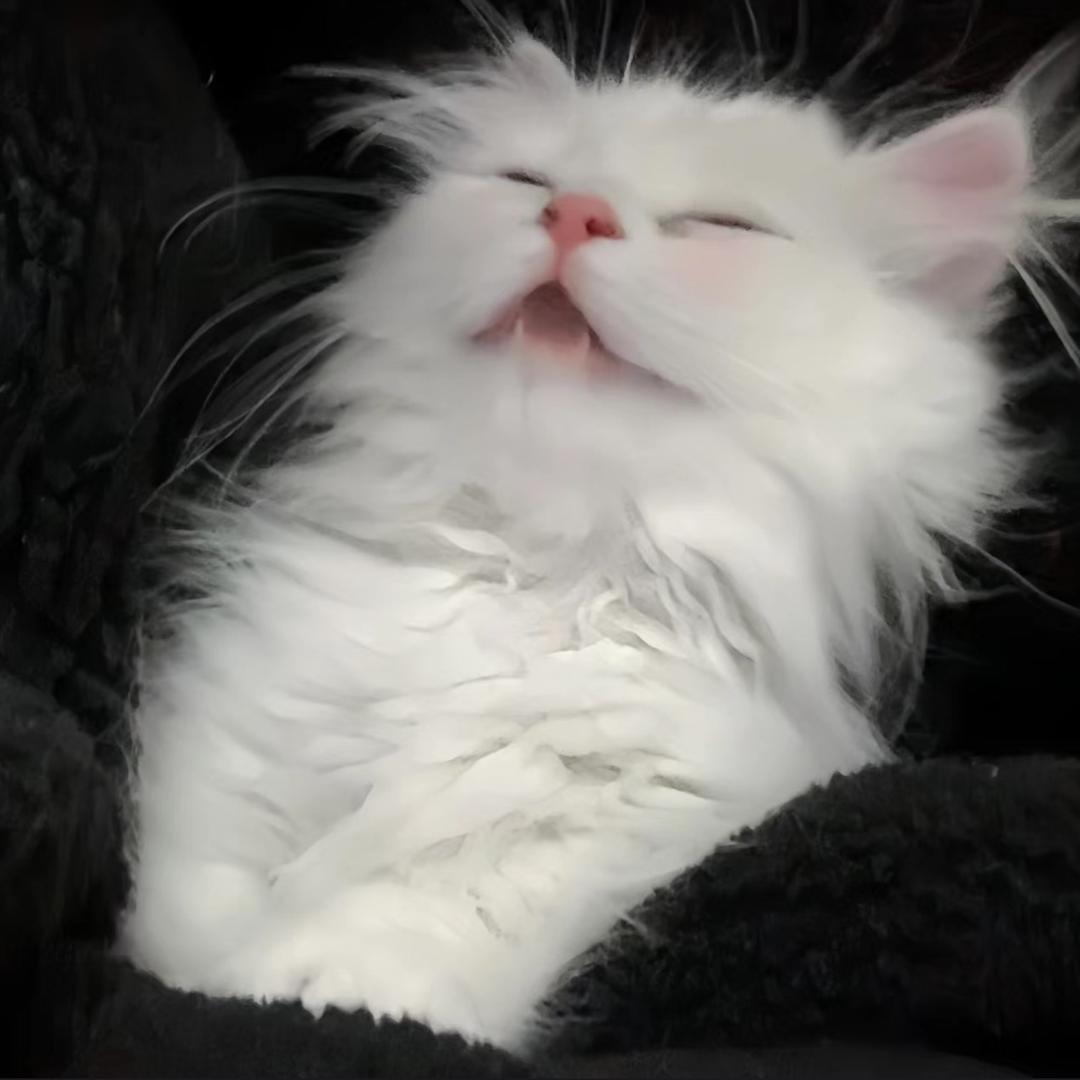 呆头鹅.