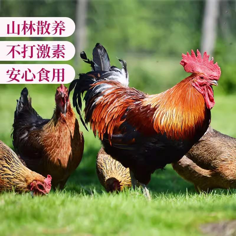 源滋味农家散养鸡