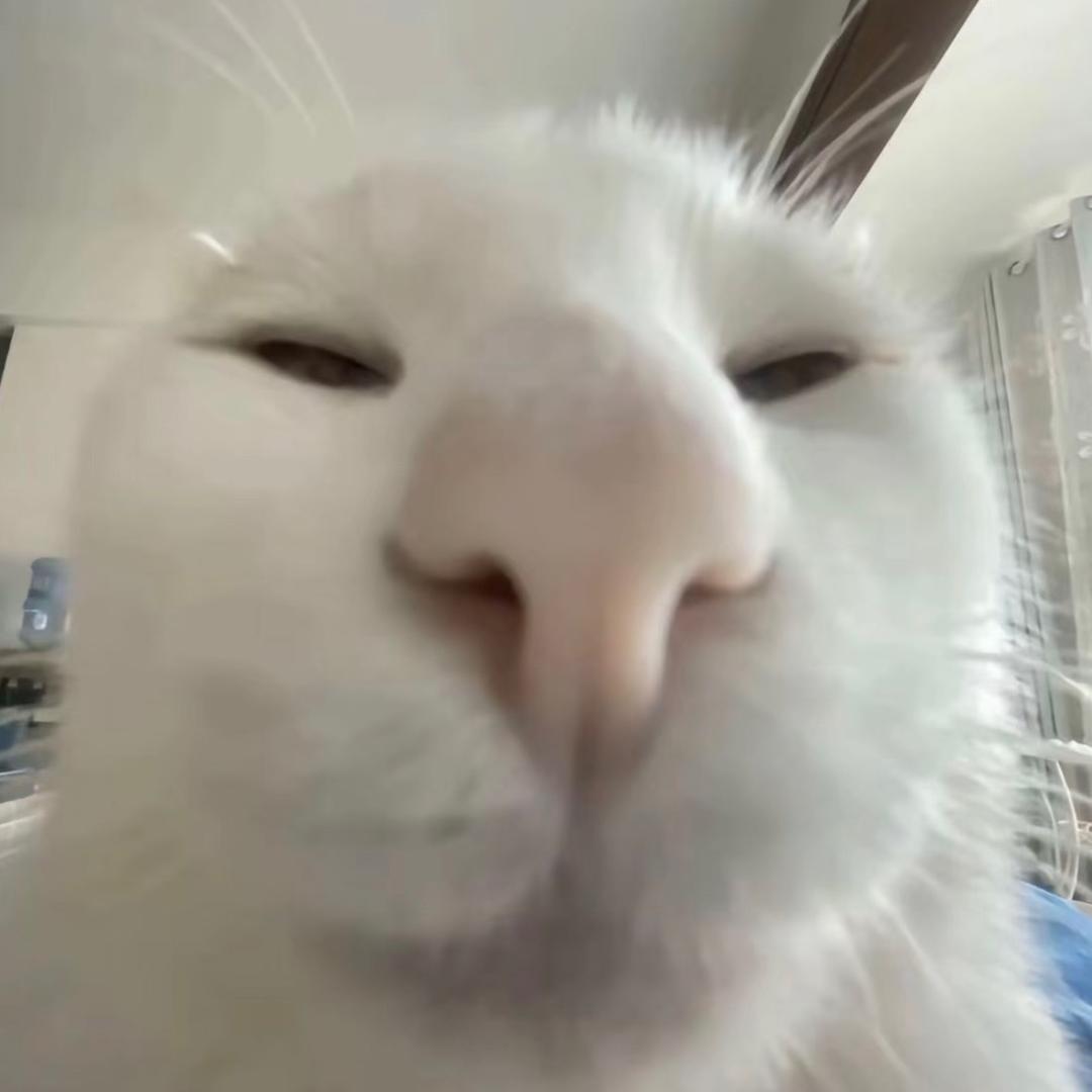 尼豪
