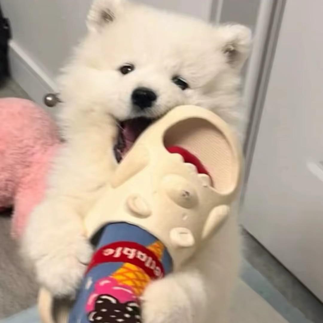 咩咩