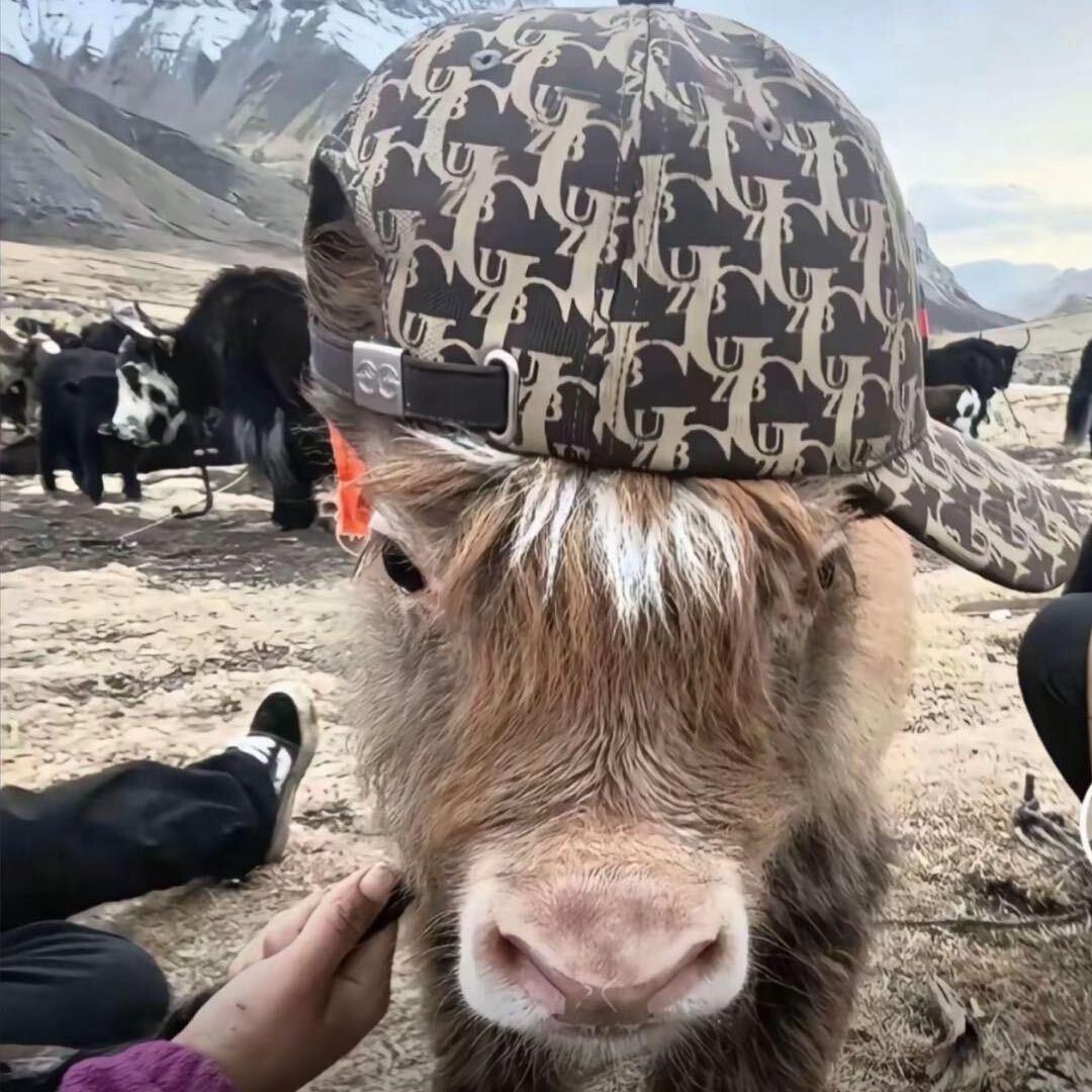 纯情大水牛