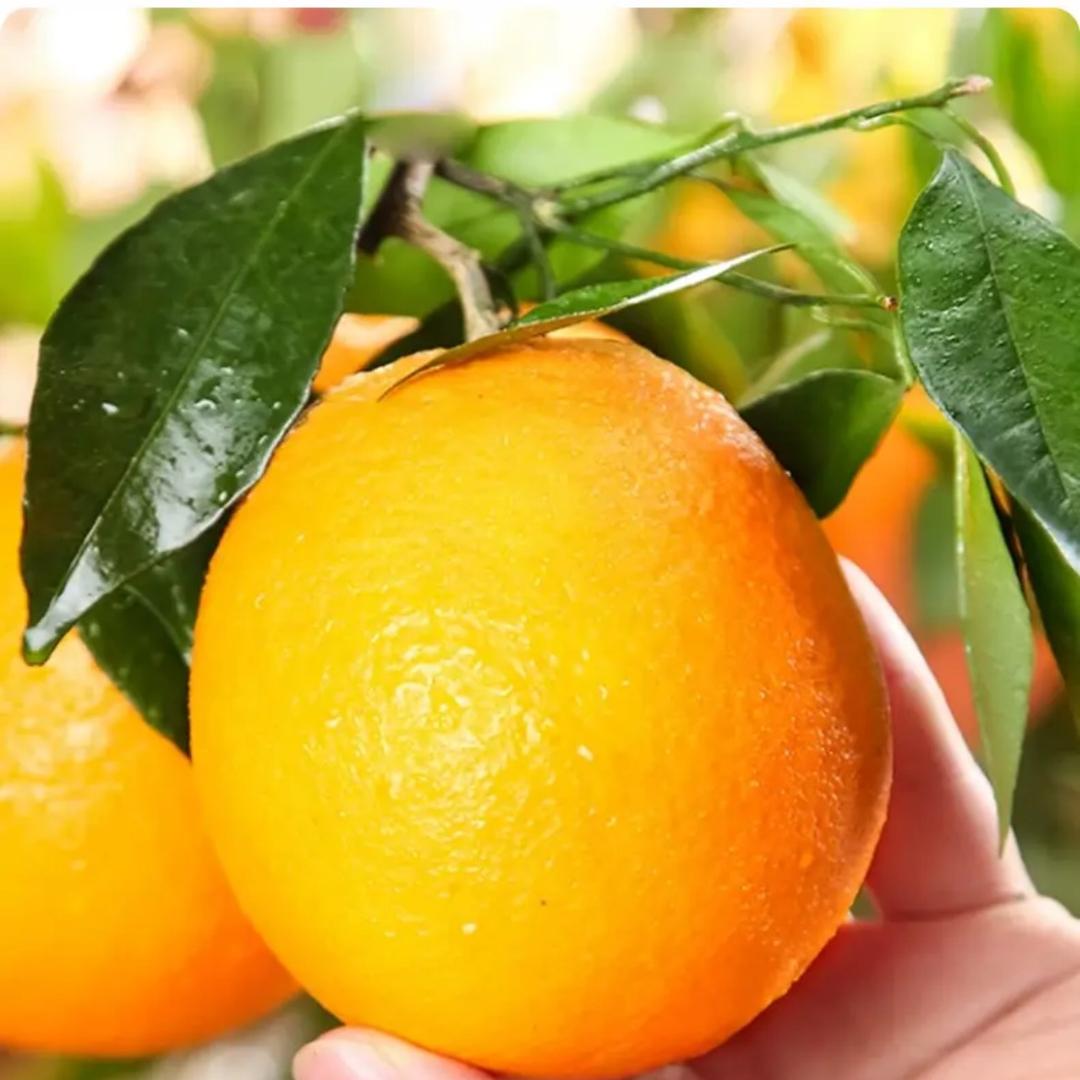 赣南脐橙生鲜农场