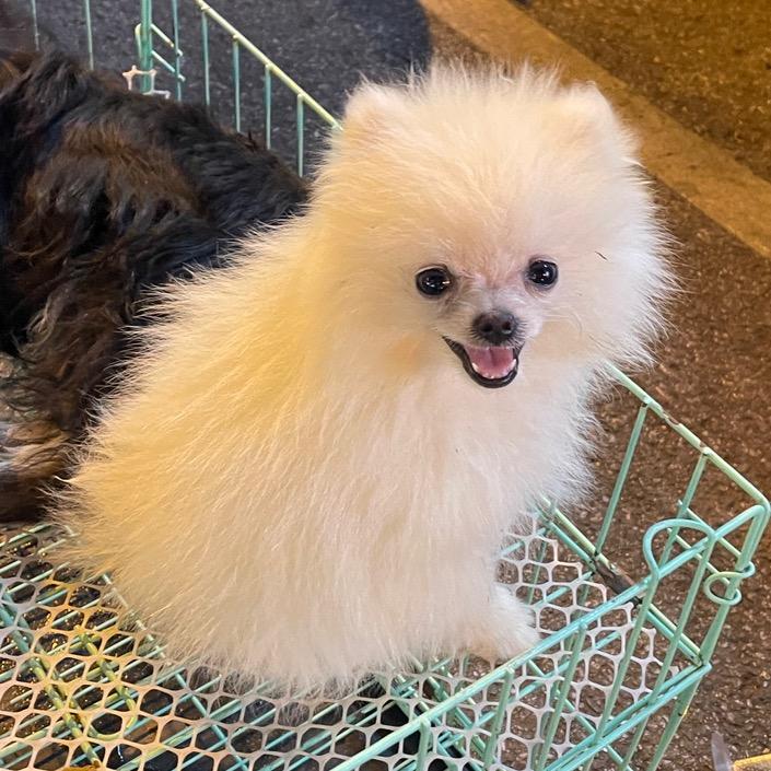 🐮静怡雅致🐰