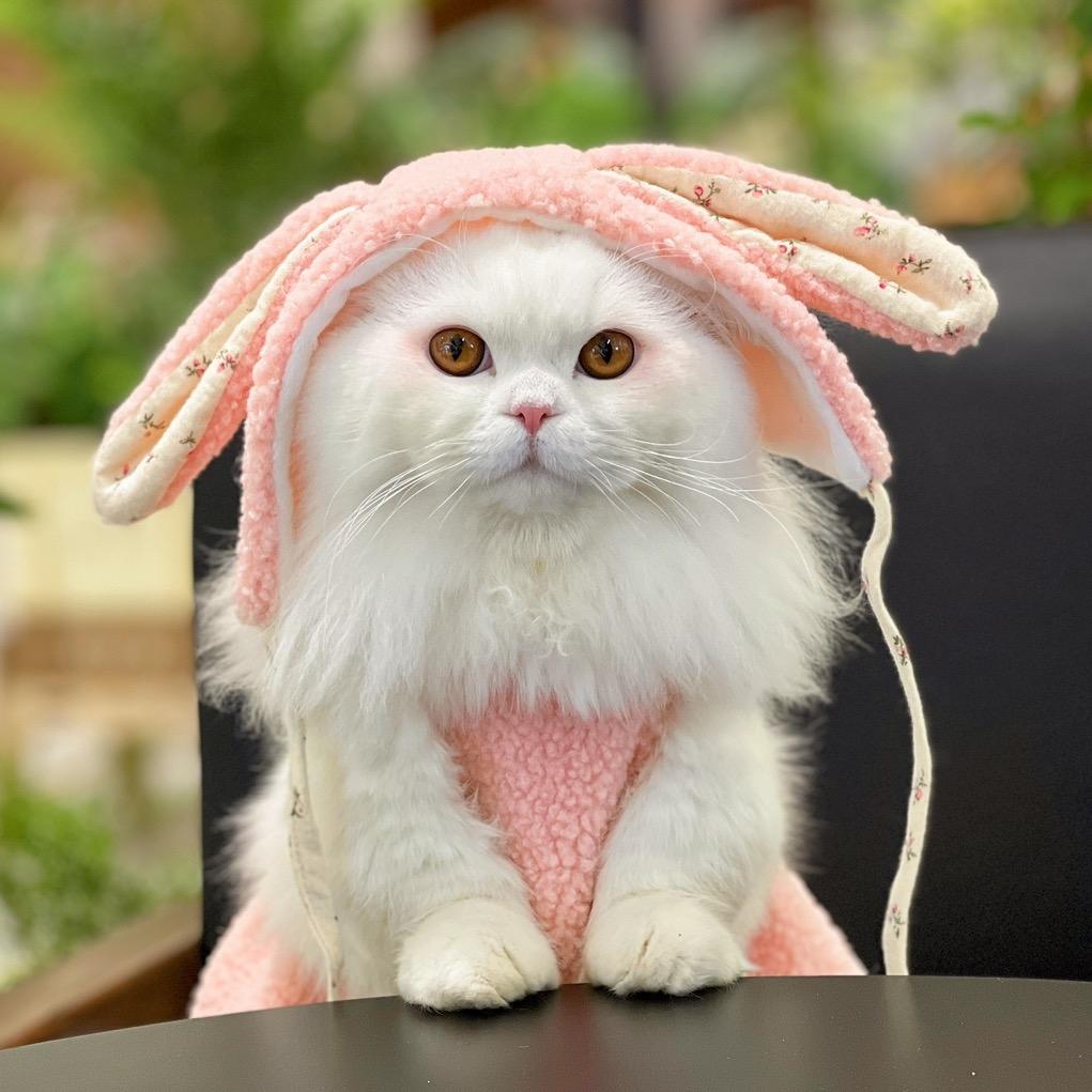 Coco是只矮脚猫