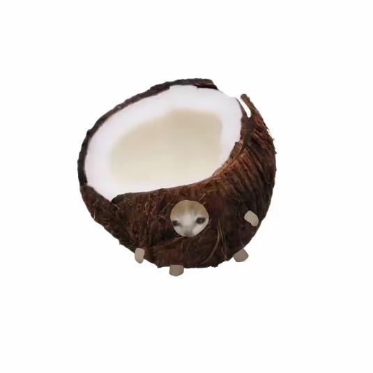 椰汁小咪🥥