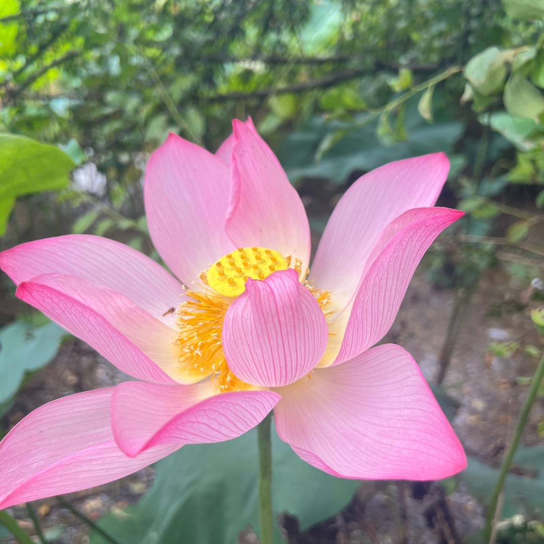 雪莲的日常分享