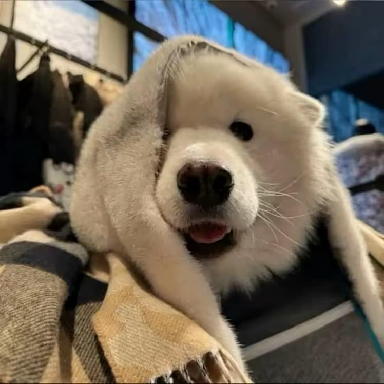 🐾