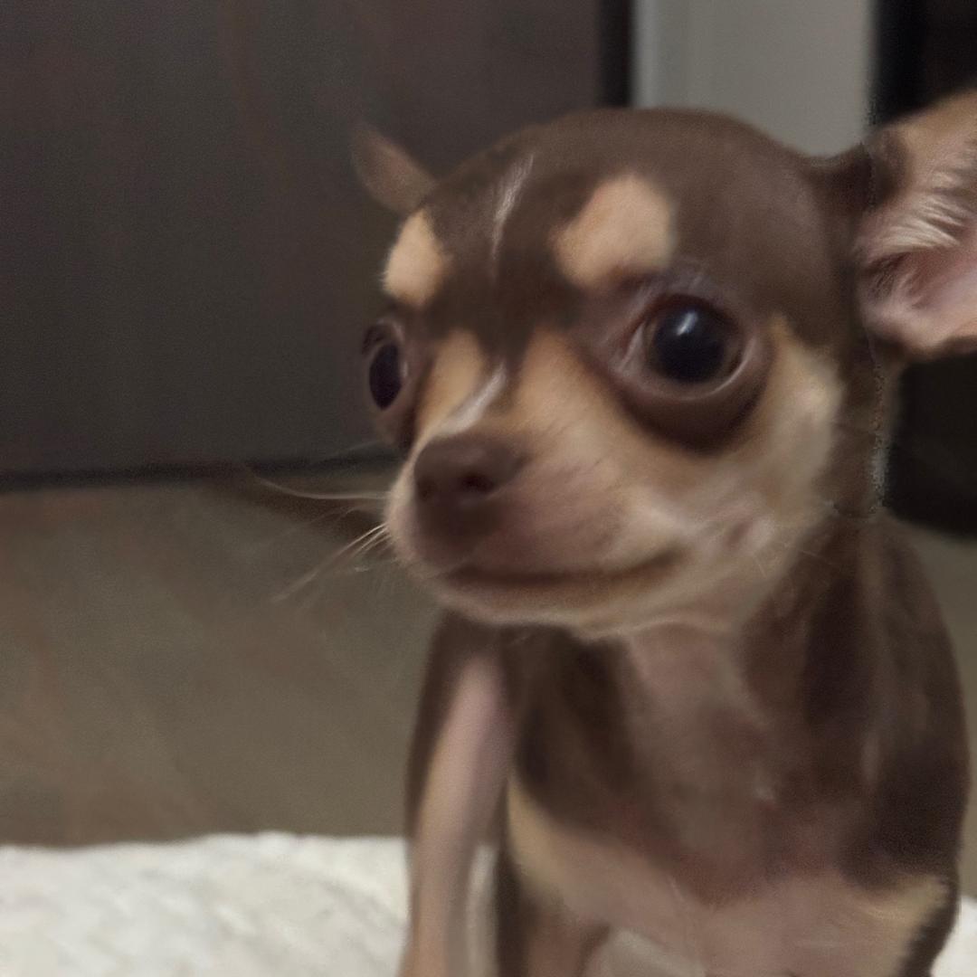 一羊