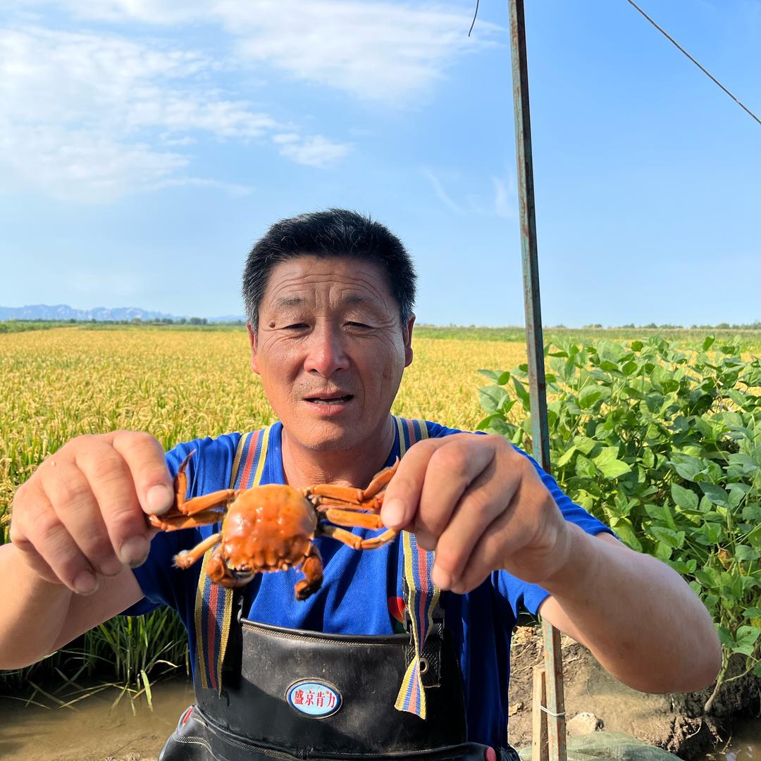 盘锦一只蟹（盘锦蟹田佟掌柜水产优品店）