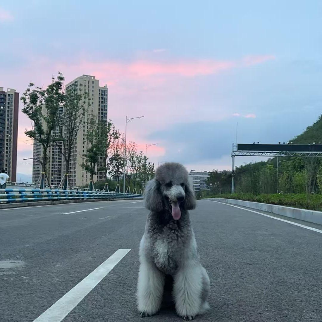 请叫我兜兜里的兜