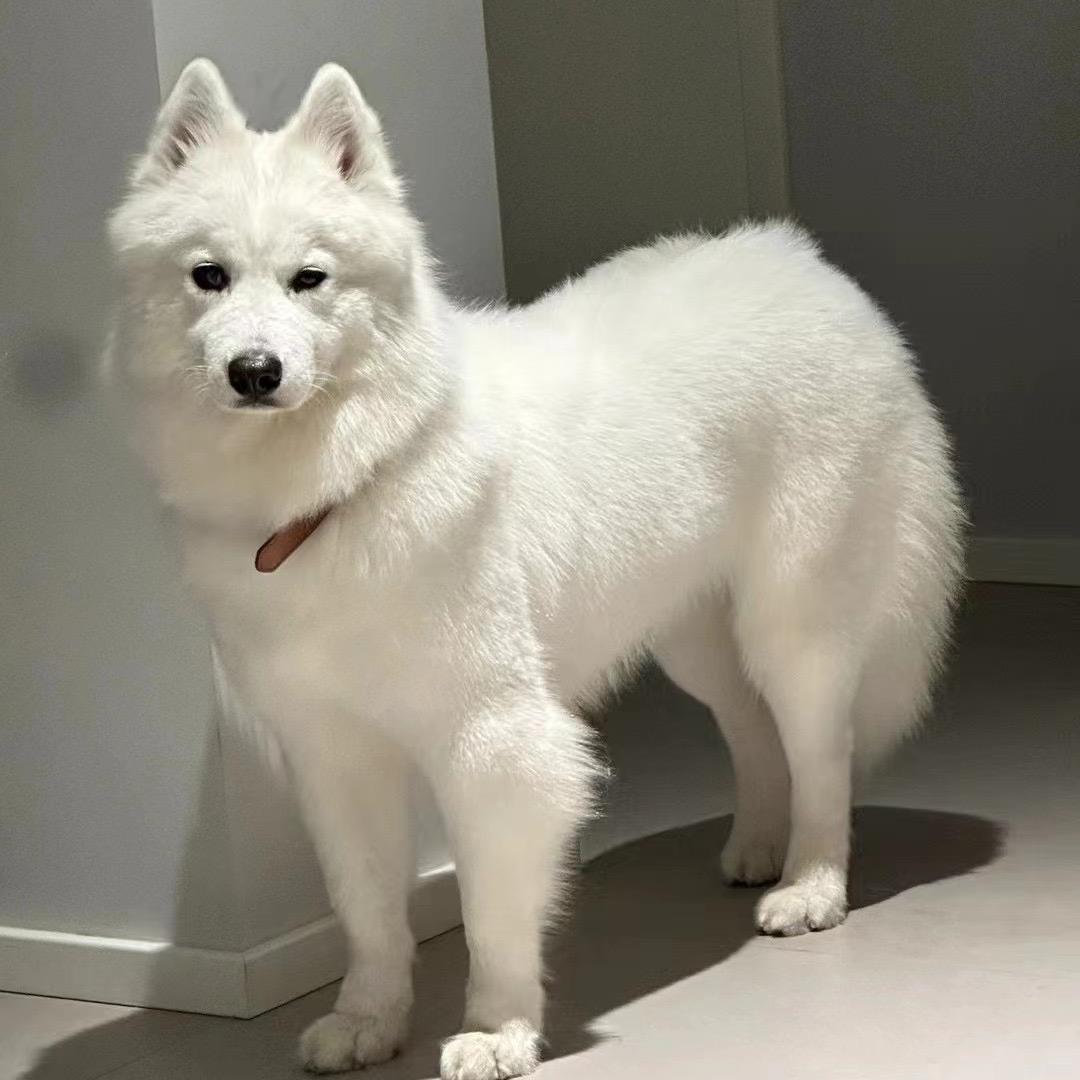 郑小鱼