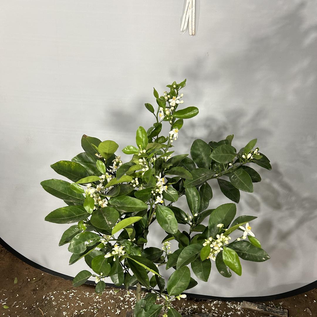 小石精选园艺小店