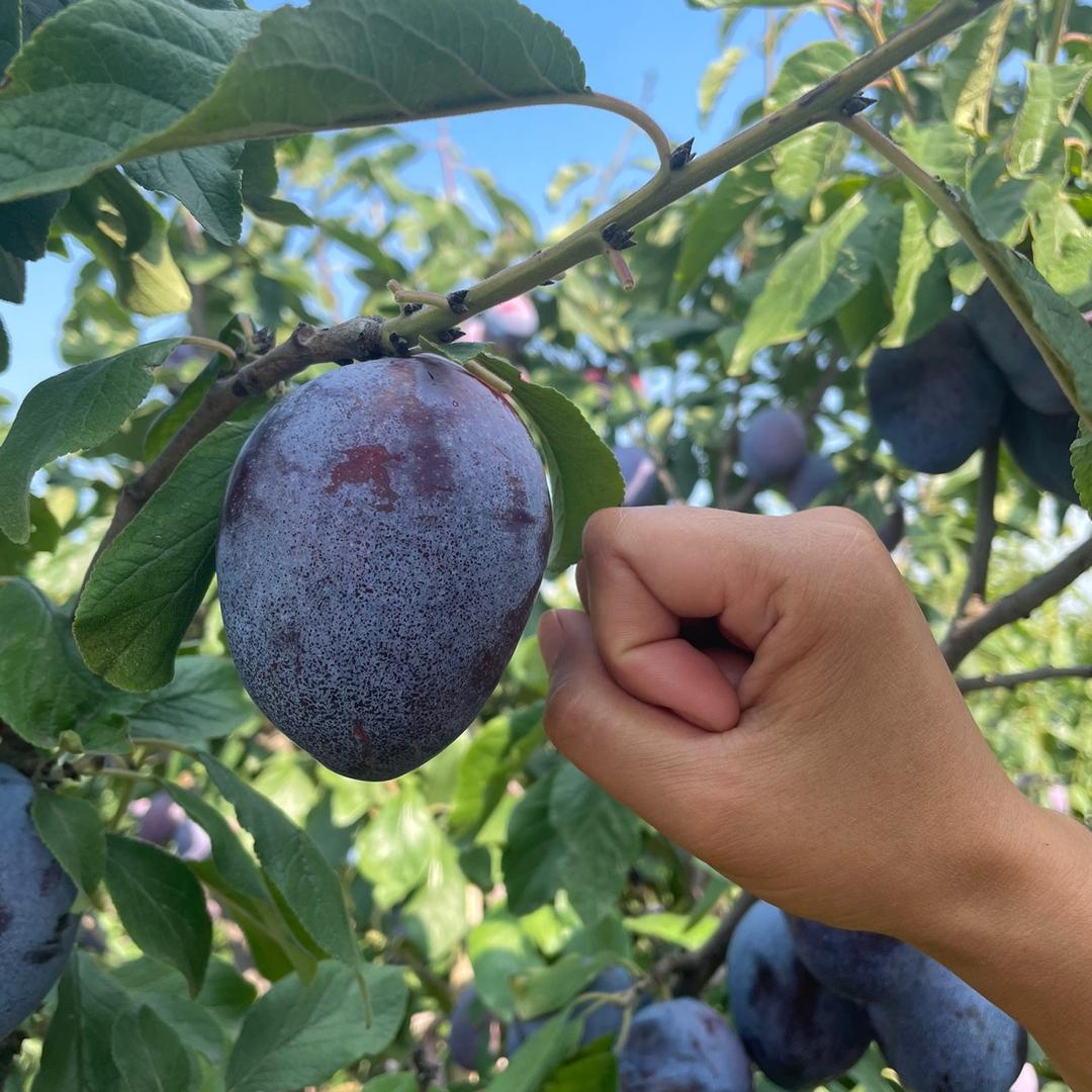 果宝怡兆光果树苗木专卖店