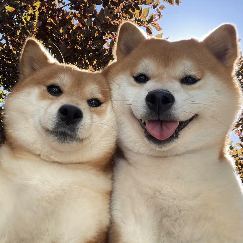 小古世宠物食品旗舰店