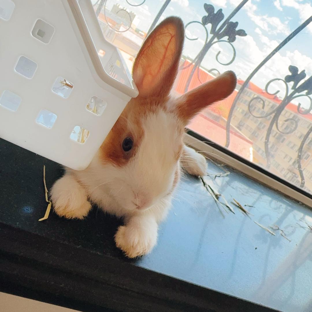 是只可爱的天才小兔兔呀