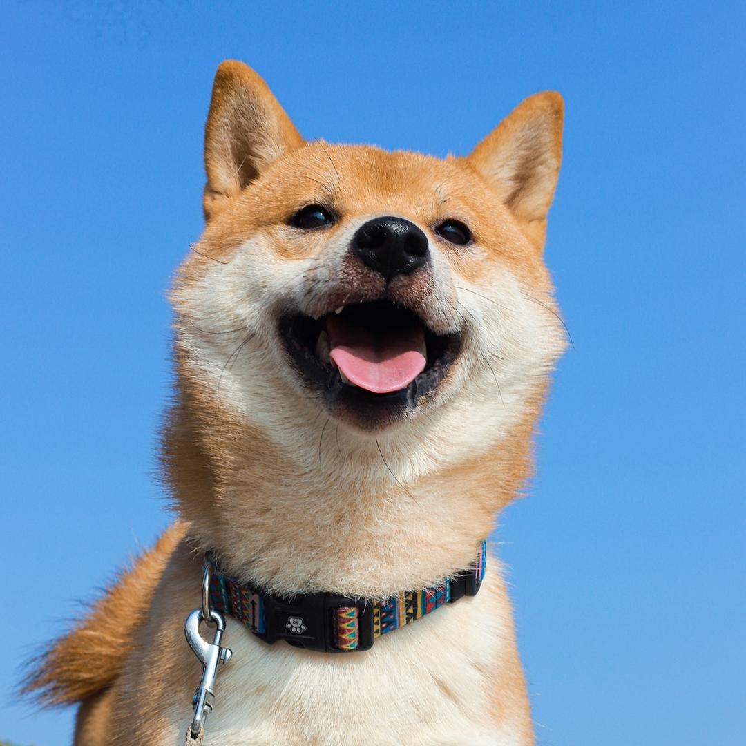 小柴咖喱