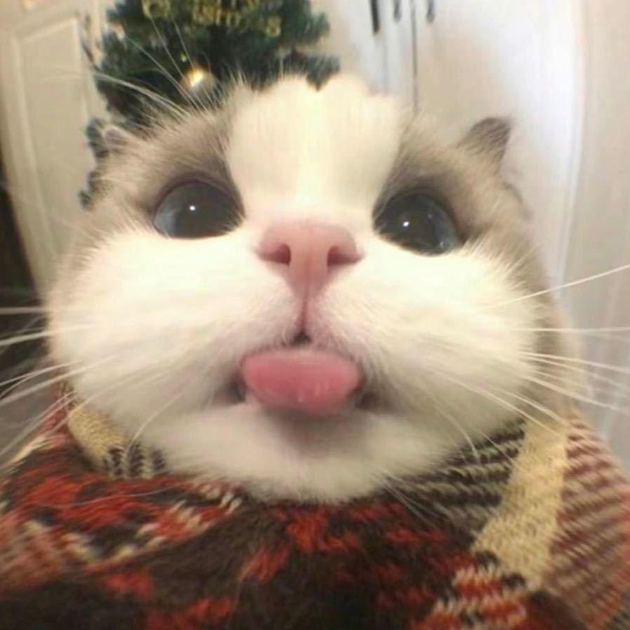 不吃香菜菠菜芹菜小油菜绿色菜我都不乐意吃