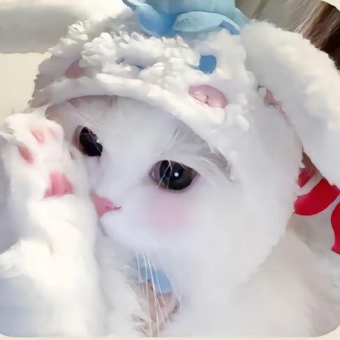 史迪仔1