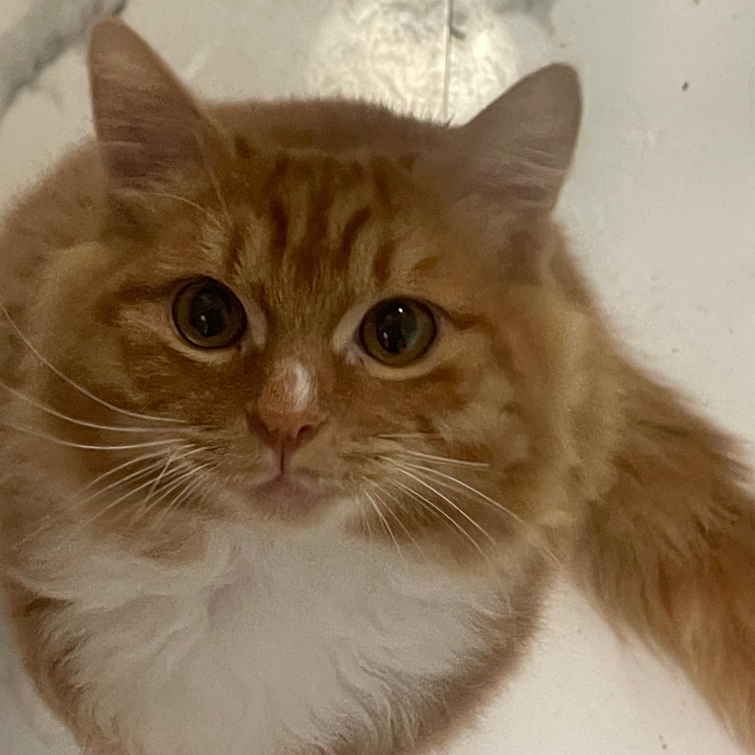 钱包（无畏契约）