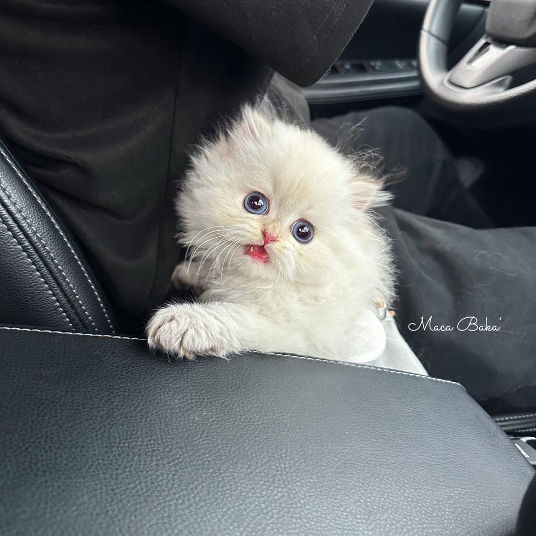 吧啦吧啦