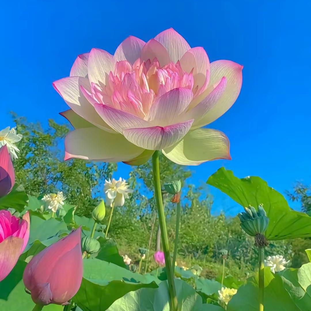 映日荷花