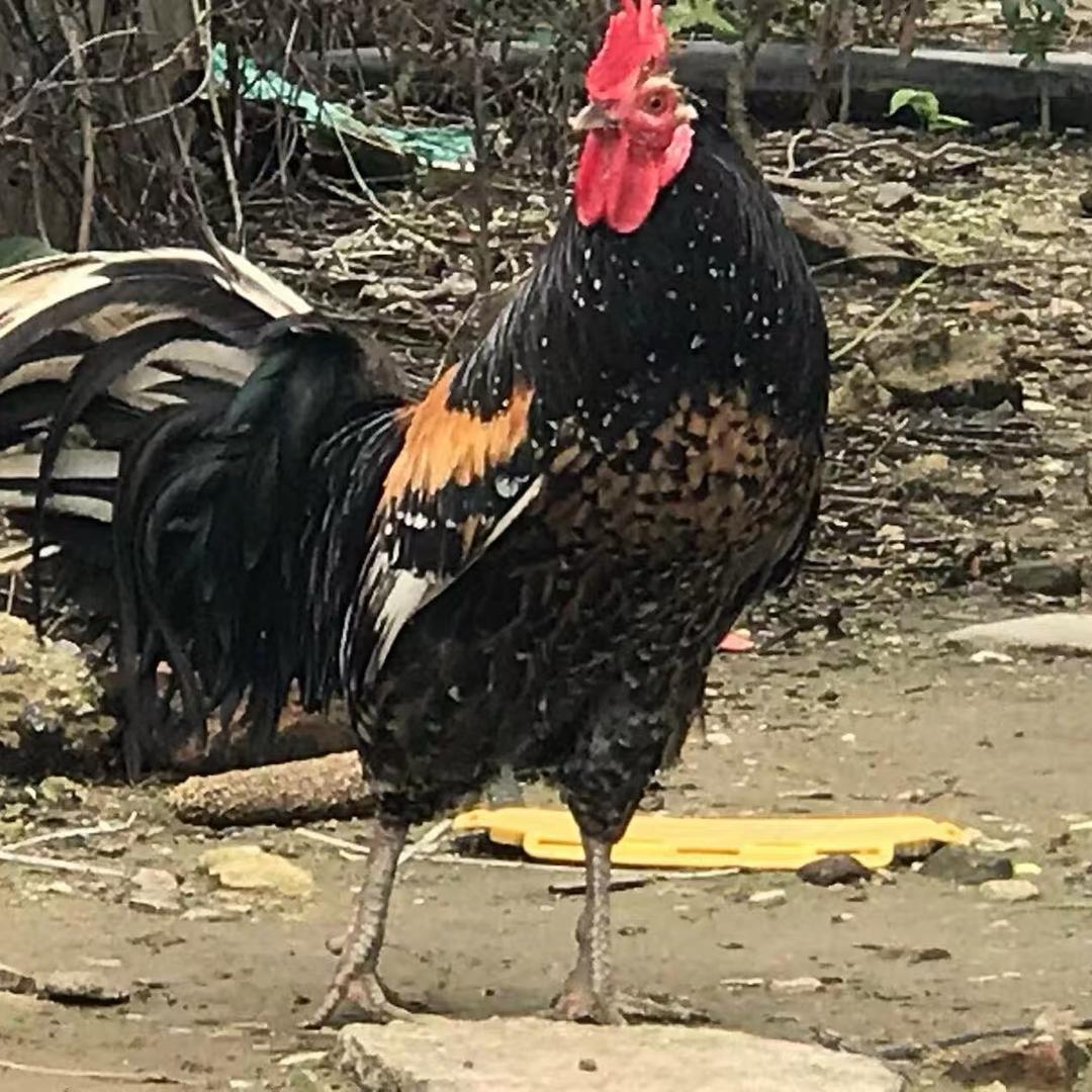 小黑农村土鸡