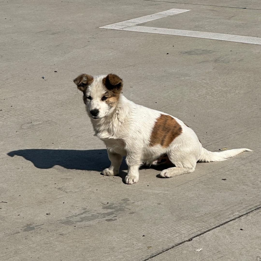 Hs流浪狗救助捐助