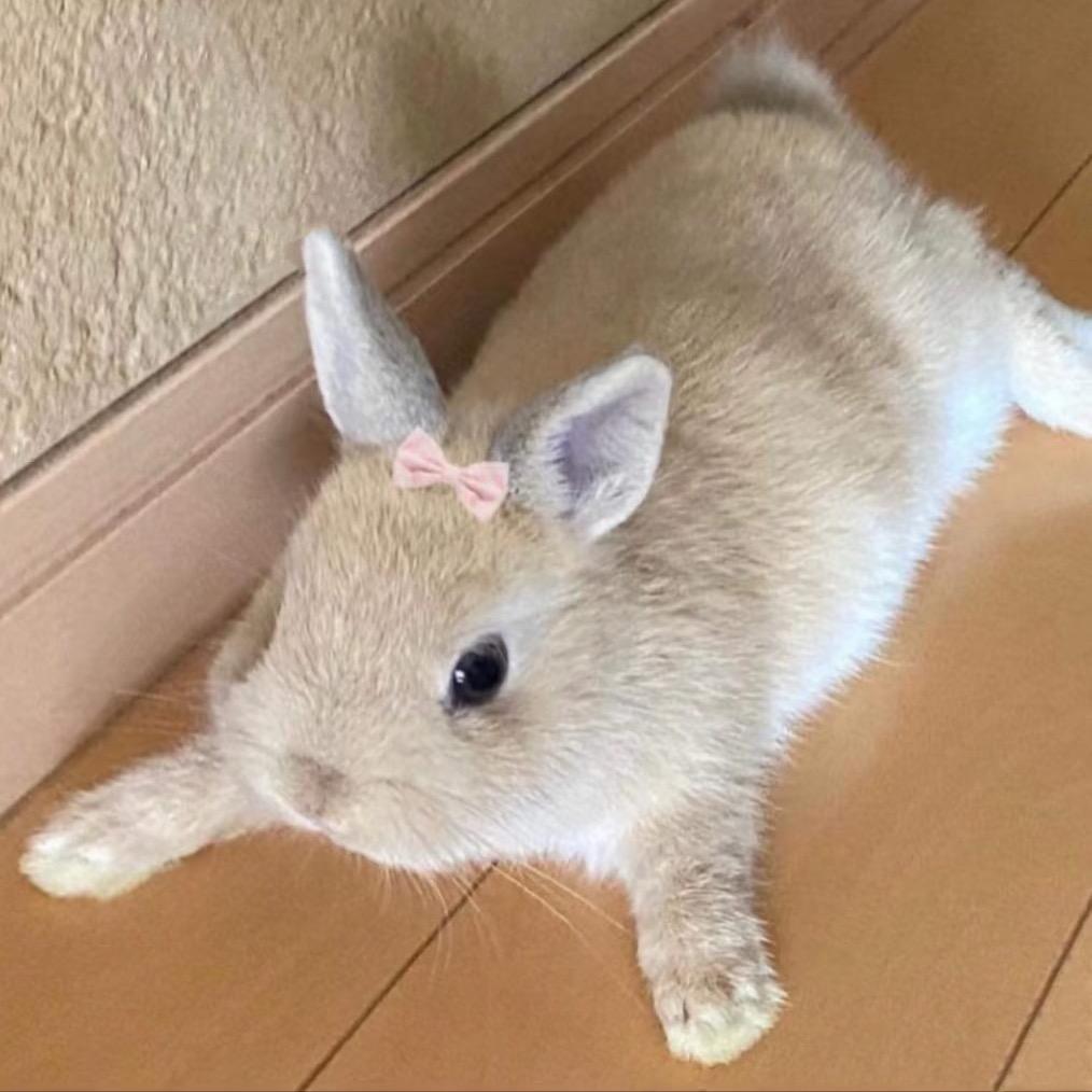 F巧克力