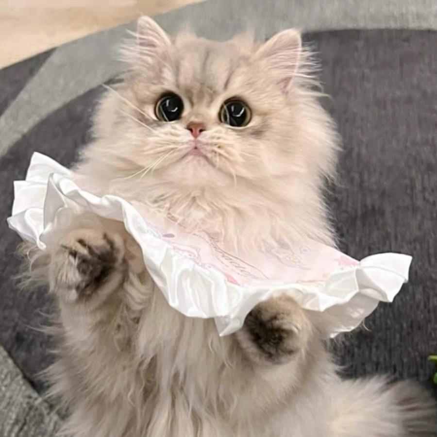 胖虎猫屋（售猫版）