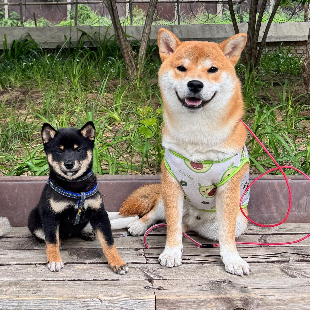 两只冒昧的柴犬