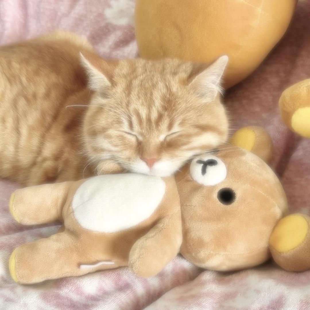猫猫大王（助眠版）