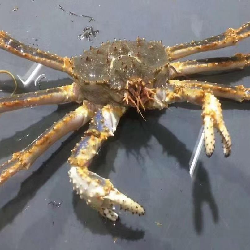 航航航🦞海鲜批发