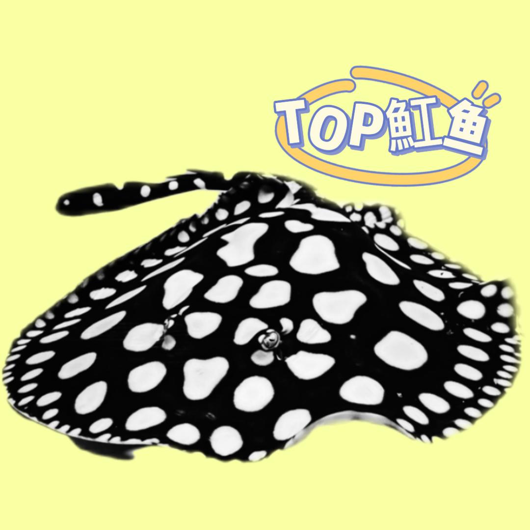 TOP魟鱼