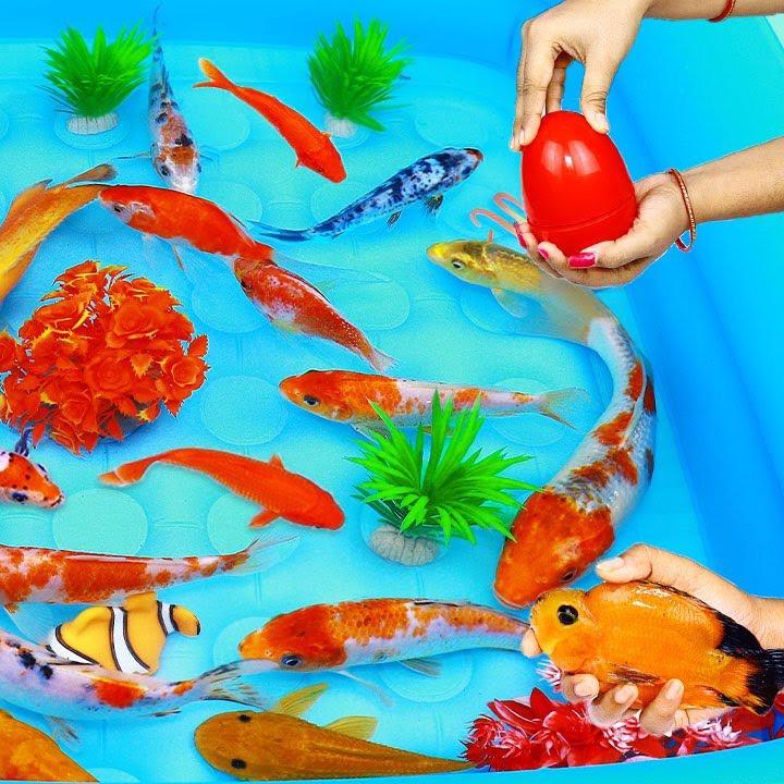 动物生活馆@抖音