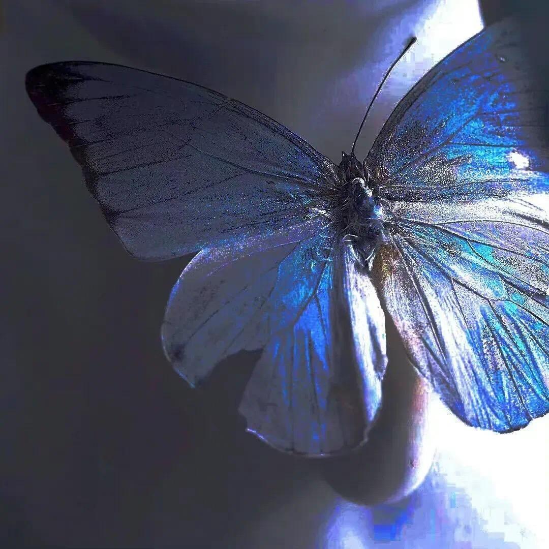 娆蝶服饰配件旗舰店