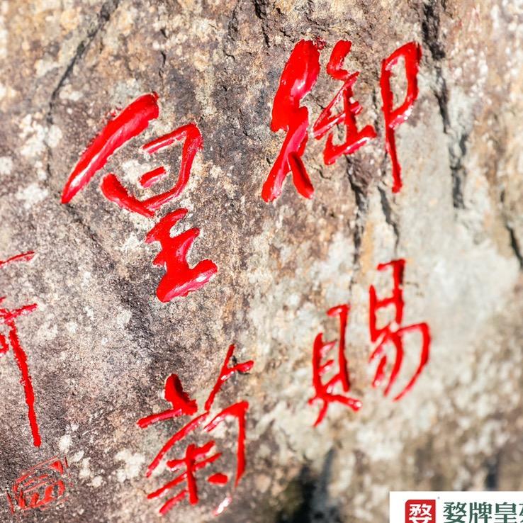 皇家贡品婺源皇菊