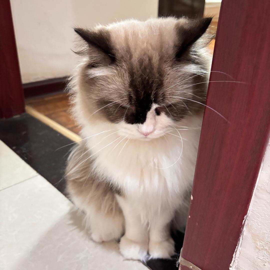 早起大王