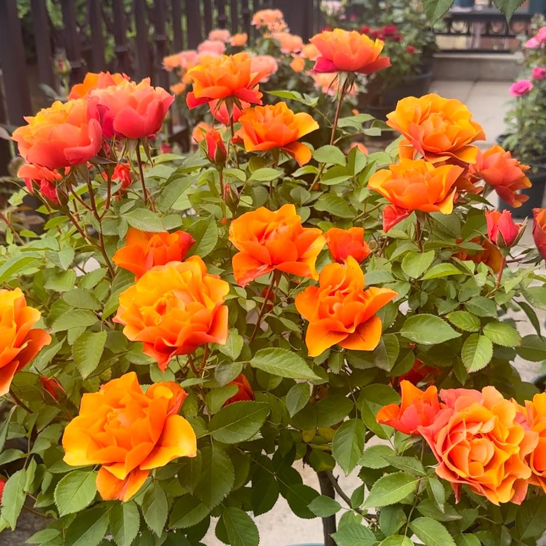 木木