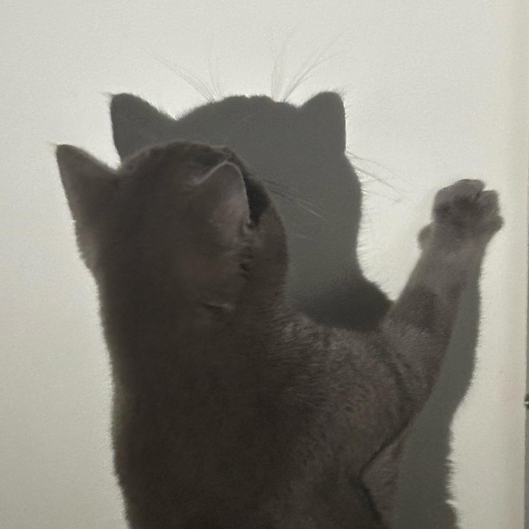甜瓜大王