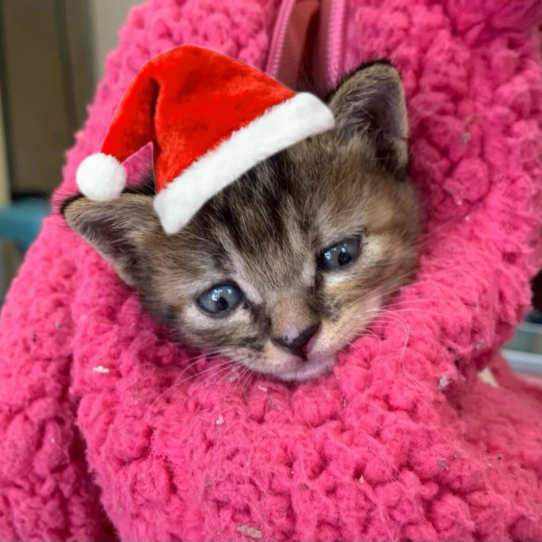 X小刘睡不醒💤