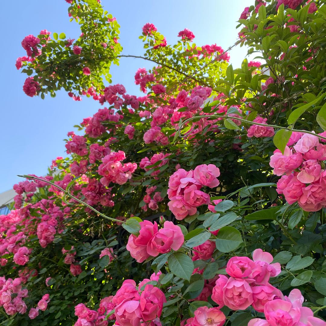 整理收纳师晨姐