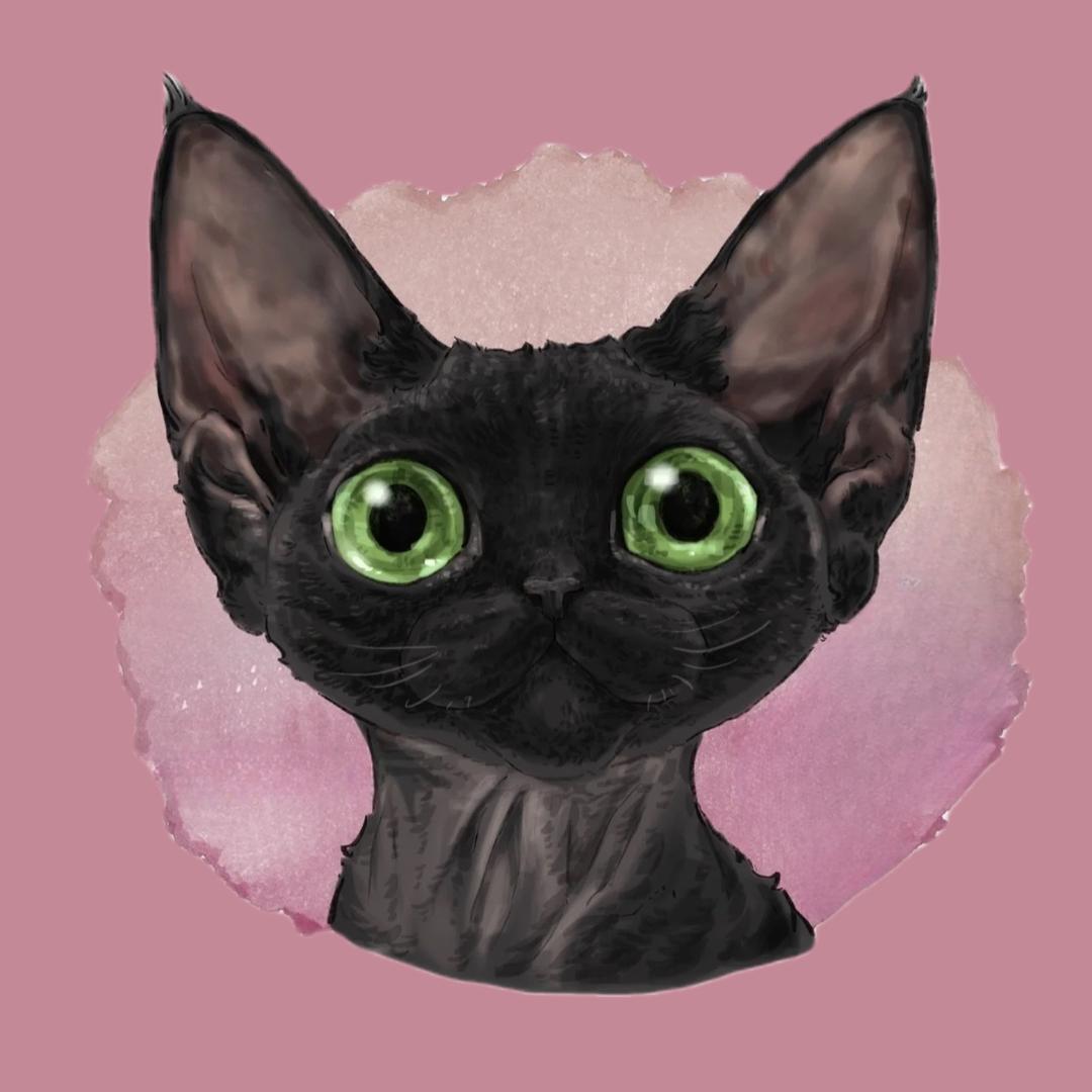 琳琳的德文卷毛猫