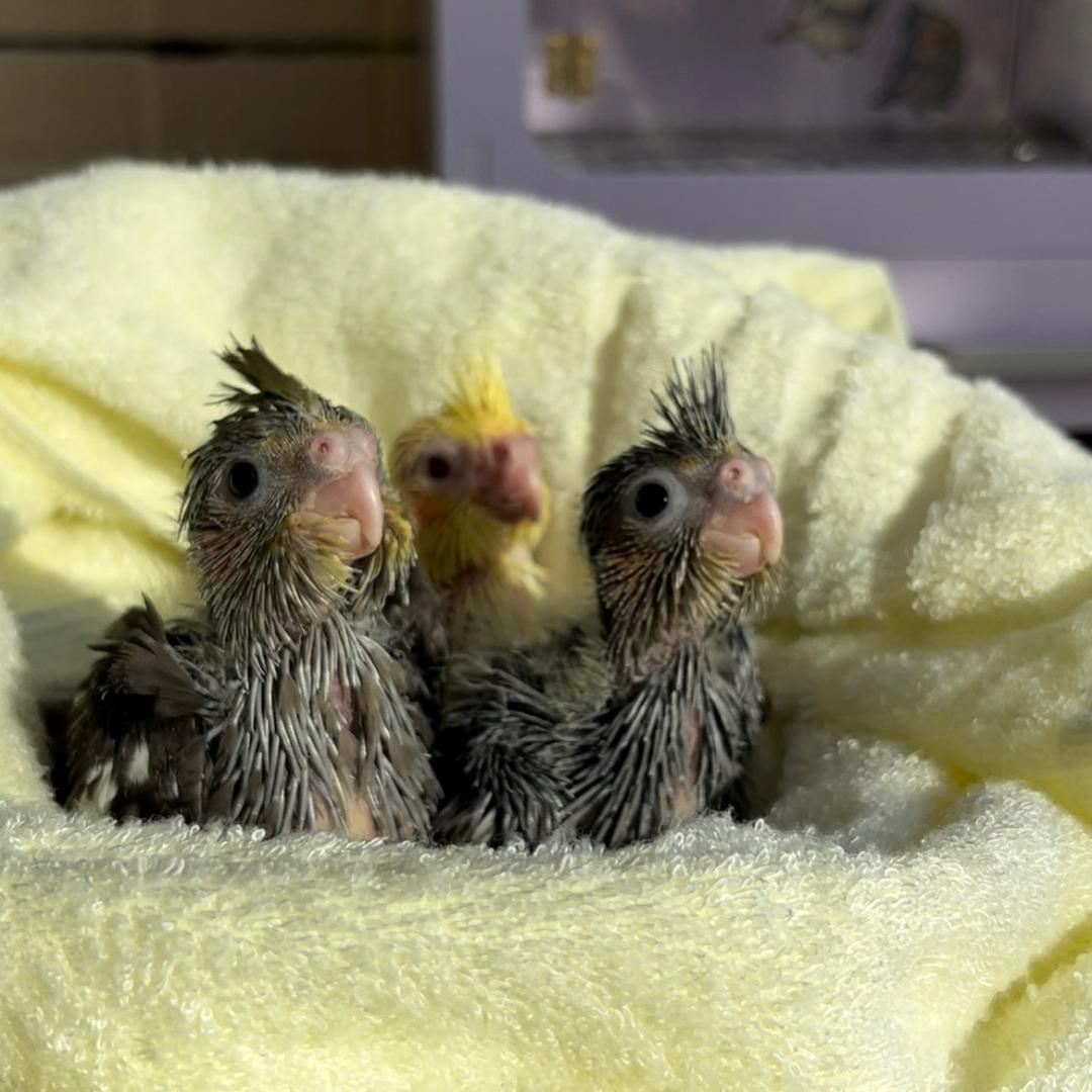 多多肉（鹦宝贝）不要连赞