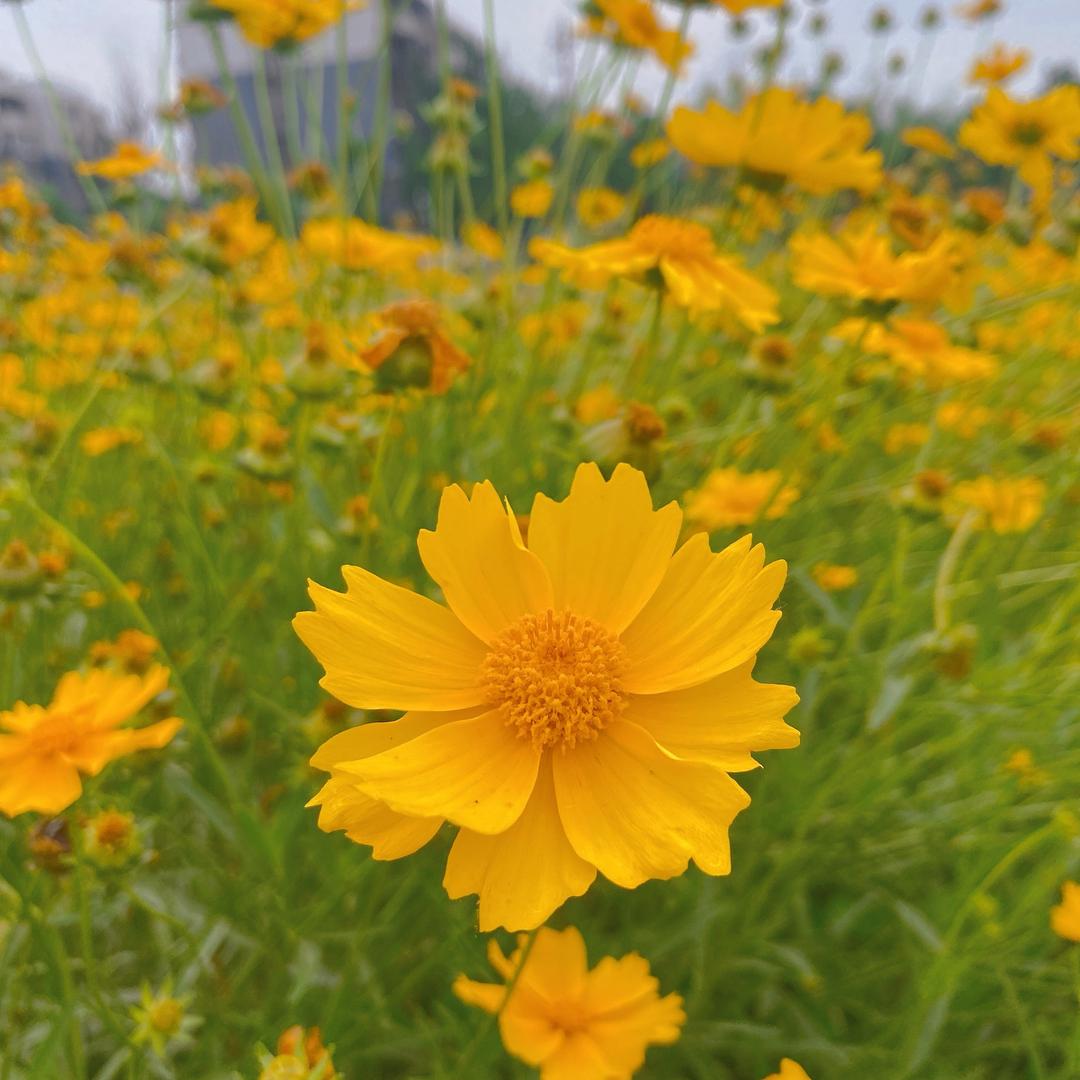 米🌾了了