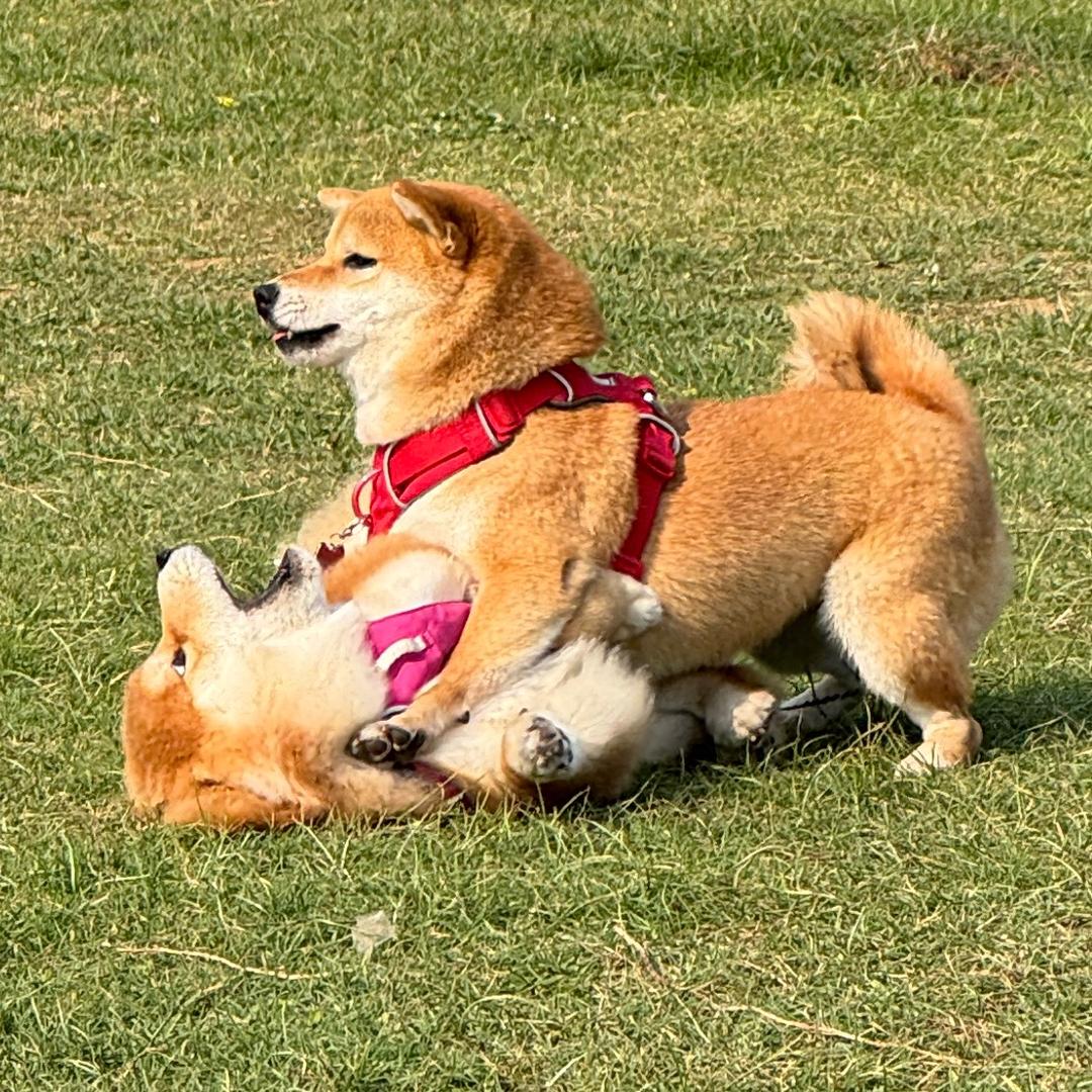 柴犬cookie&噗噗