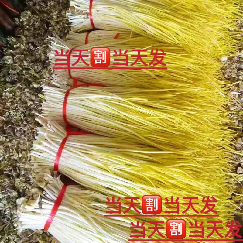 苏北蒜黄种植基地（接批发客户）