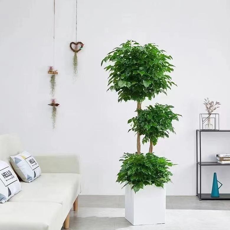 小晴绿植基地