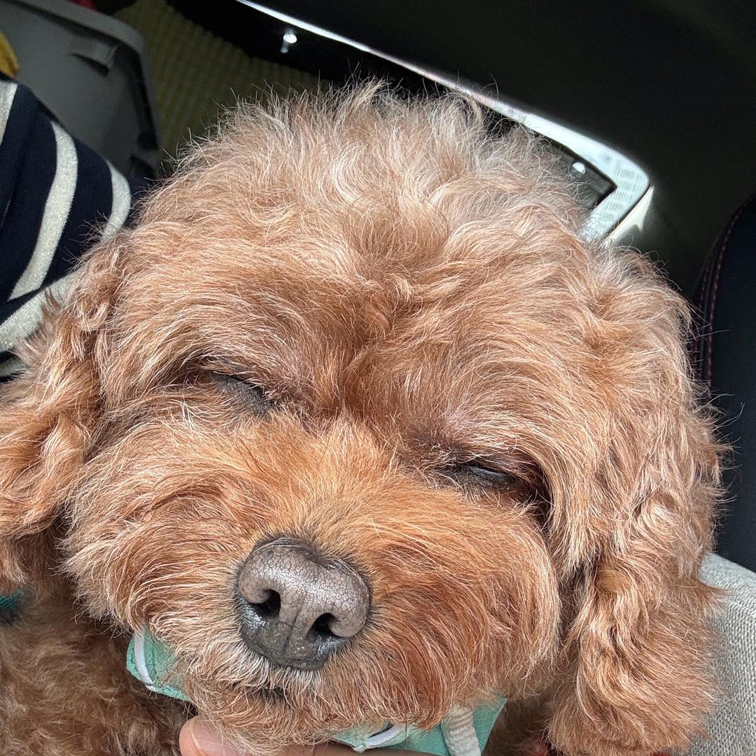 带紧箍咒的唐三藏